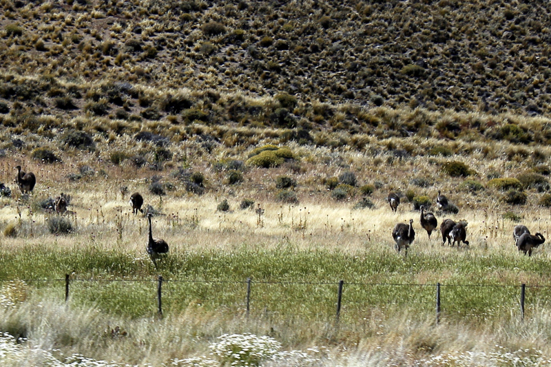 2015-02-15_12-49-05_argentinien-2015.jpg - Eine Gruppe Groer Nandus (Rhea americana)