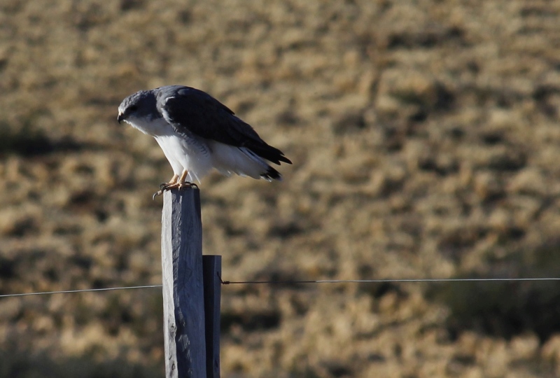 2015-02-16_08-42-53_argentinien-2015.jpg - Greifvogel (Bussard?)