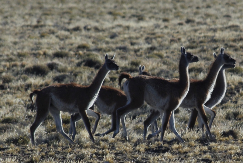 2015-02-16_08-53-44_argentinien-2015.jpg - Guanakos (Lama guanicoe)