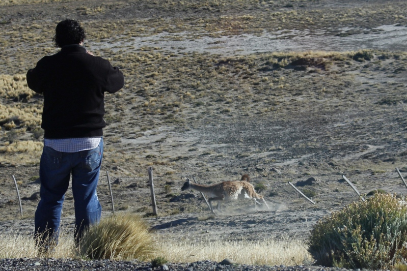 2015-02-16_09-16-24_argentinien-2015.jpg - Ein Guanako hat sich im Zaun verfangen