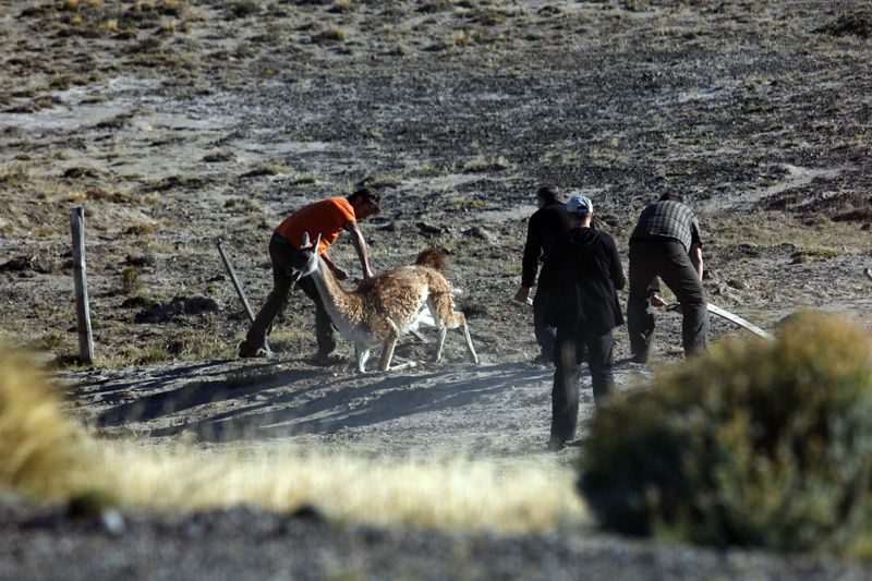 2015-02-16_09-17-08_argentinien-2015.jpg - Wir retten das Guanako