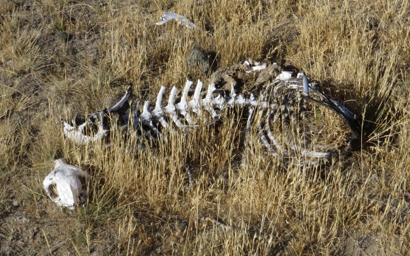 2015-02-16_09-20-10_argentinien-2015.jpg - Dem konnten wir leiider nicht mehr helfen