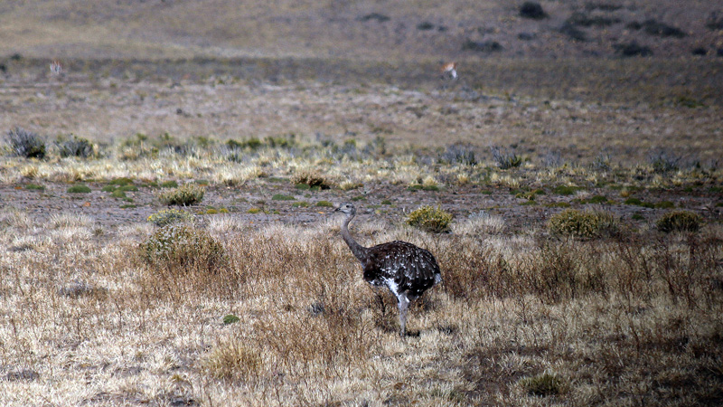 2015-02-16_09-24-25_argentinien-2015.jpg - Nandu (Rhea americana)