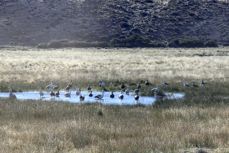 2015-02-16_09-55-19_argentinien-2015.jpg - Badeteich fr Gnse - vermutlich Magellangans (Chloephaga picta)