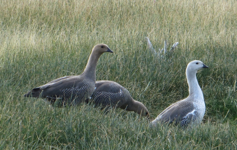 2015-02-17_09-58-27_argentinien-2015.jpg - Magellangnse (Chloephaga picta)