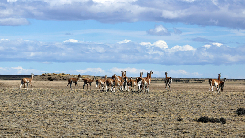 2015-02-17_15-55-42_argentinien-2015.jpg - Und immer wiederGuanakos