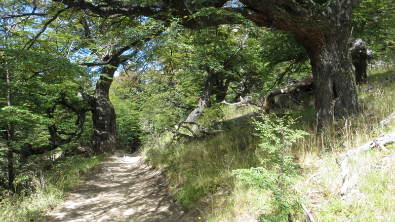 2015-02-19_14-19-50_argentinien-2015.jpg - R�ckweg nach El Chalten