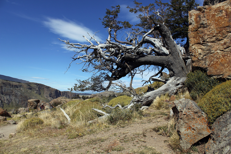 2015-02-19_14-29-16_argentinien-2015.jpg - R�ckweg nach El Chalten