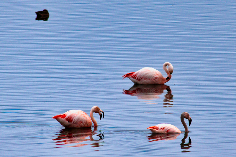 2015-02-21_08-13-58_argentinien-2015.jpg - Flamingos auf dem Lago Argentino bei ihrer morgentlichen Nahrungssuche