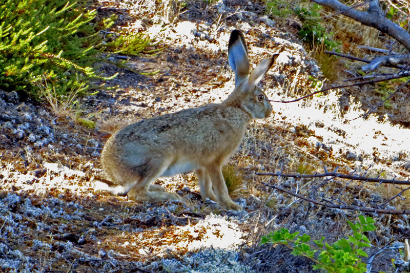 2015-02-21_10-24-44_argentinien-2015.jpg - Der verrckte Hase vom Pepito Moreno