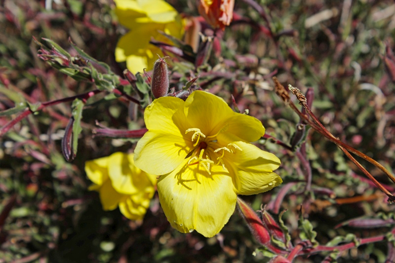 2015-02-21_15-01-22_argentinien-2015.jpg - Oenothera (?)
