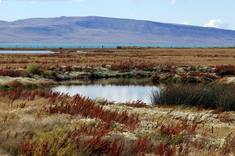 2015-02-21_16-52-37_argentinien-2015.jpg - Naturreservat Laguna di Nimez bei El Calafate