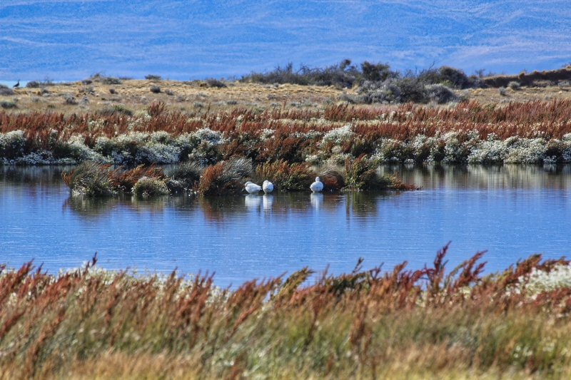 2015-02-21_17-02-54_argentinien-2015.jpg - Naturreservat Laguna di Nimez bei El Calafate