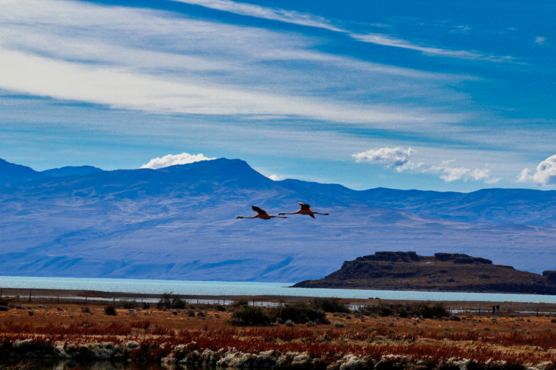 2015-02-21_17-06-51_argentinien-2015.jpg - Naturreservat Laguna di Nimez bei El Calafate