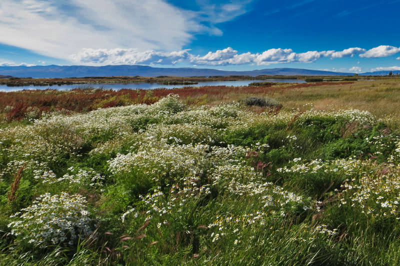 2015-02-21_17-07-19_argentinien-2015.jpg - Naturreservat Laguna di Nimez bei El Calafate