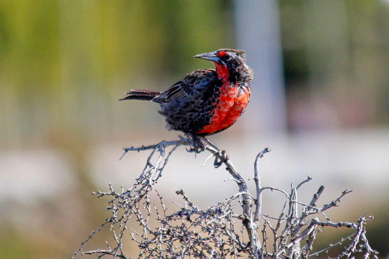 2015-02-21_17-09-15_argentinien-2015.jpg - Naturreservat Laguna di Nimez- Vogelbeobachtung