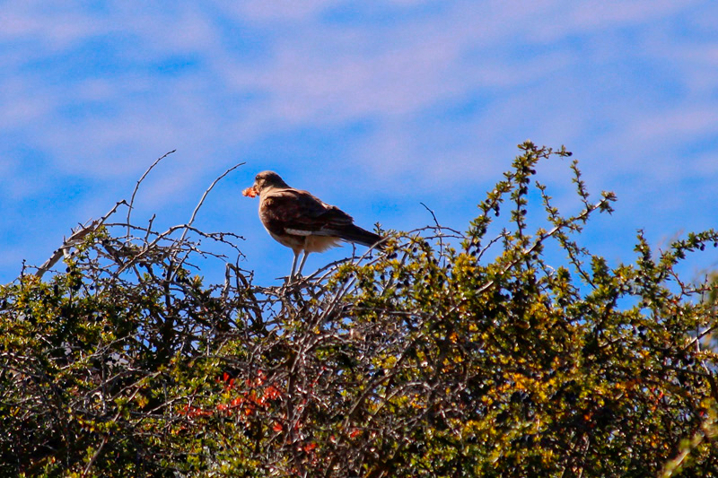 2015-02-21_17-35-42_argentinien-2015.jpg - Naturreservat Laguna di Nimez- Vogelbeobachtung