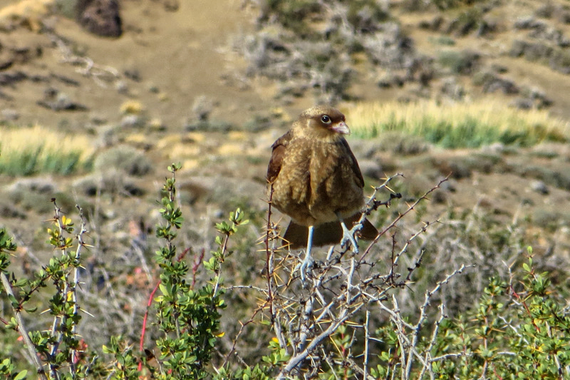 2015-02-21_17-39-17_argentinien-2015.jpg - Naturreservat Laguna di Nimez- Vogelbeobachtung