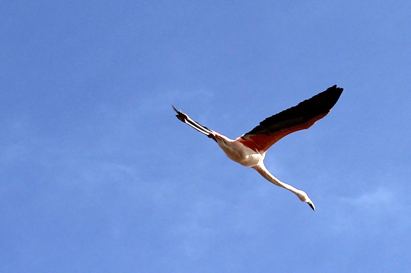 2015-02-21_17-44-24_argentinien-2015.jpg - Flamingo im Landeanflug