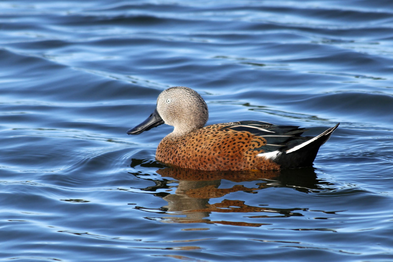 2015-02-21_18-00-55_argentinien-2015.jpg - Naturreservat Laguna di Nimez- Vogelbeobachtung