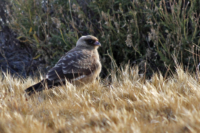 2015-02-21_18-04-19_argentinien-2015.jpg - Chimango Caracara