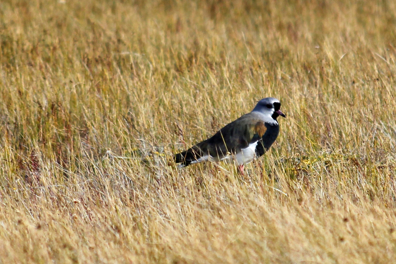 2015-02-21_18-14-25_argentinien-2015.jpg - Sdlicher Kiebitz (Vanellus chilensis)