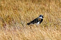 2015-02-21_18-14-25_argentinien-2015