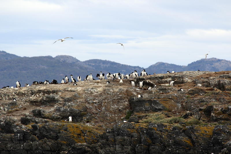 2015-02-22_15-09-07_argentinien-2015.jpg - Blauaugenscharben (Leucocarbo atriceps) - eine Gattung der Kormorane