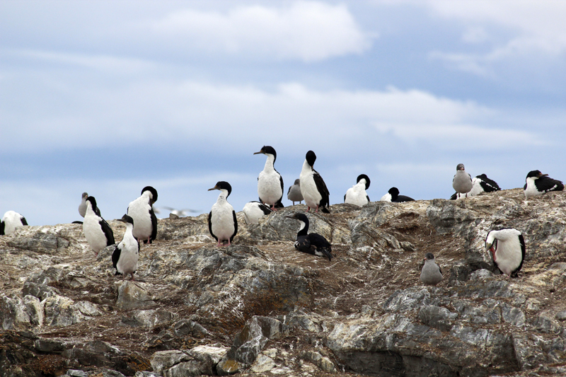 2015-02-22_15-10-00_argentinien-2015.jpg - Blauaugenscharben (Leucocarbo atriceps) - eine Gattung der Kormorane