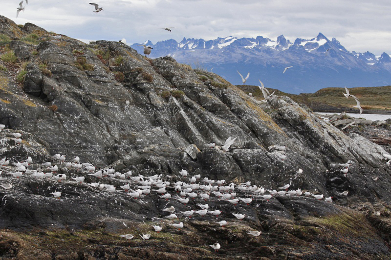 2015-02-22_15-10-52_argentinien-2015.jpg - Kstenseeschwalben (Sterna paradisaea)