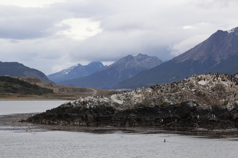 2015-02-22_15-13-59_argentinien-2015.jpg - Blauaugenscharben (Leucocarbo atriceps) - eine Gattung der Kormorane