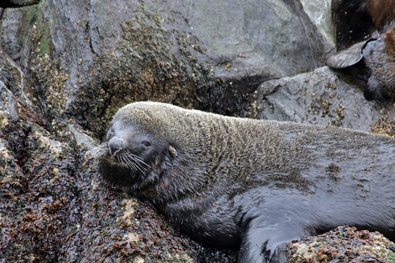 2015-02-22_15-38-42_argentinien-2015.jpg - Mhnenrobben (Otaria flavescens) - sdamerikanische Seelwen