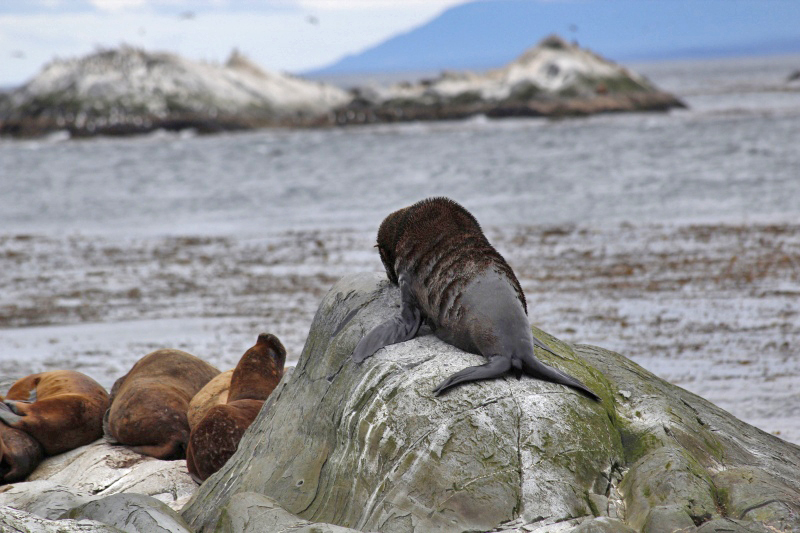 2015-02-22_15-39-39_argentinien-2015.jpg - Mhnenrobben (Otaria flavescens) - sdamerikanische Seelwen