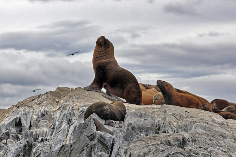 2015-02-22_15-39-57_argentinien-2015.jpg - Mhnenrobben (Otaria flavescens) - sdamerikanische Seelwen