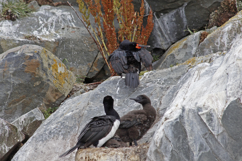2015-02-22_15-57-49_argentinien-2015.jpg - Blauaugenscharben (Leucocarbo atriceps) - eine Gattung der Kormorane, mit Jungvogel
