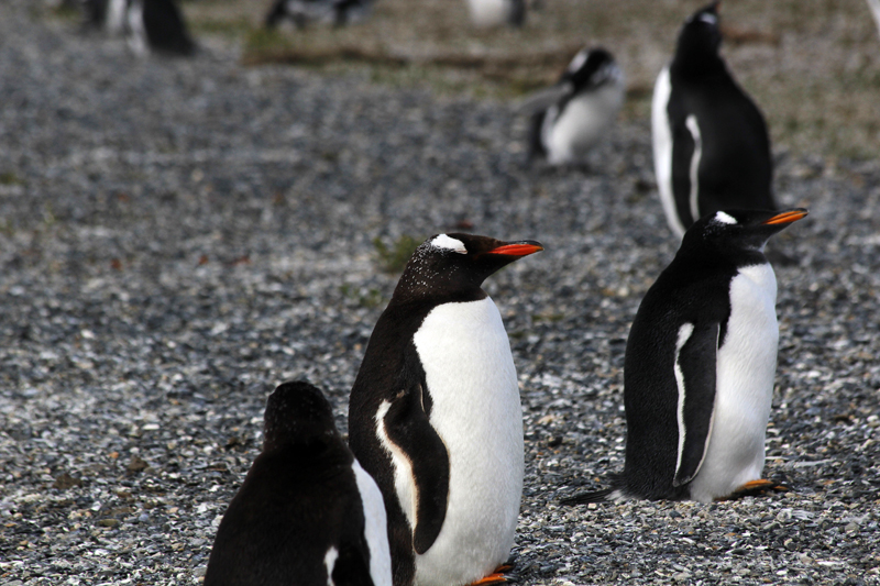 2015-02-24_11-01-54_argentinien-2015.jpg - Eselspinguine (Pygoscelis papua)