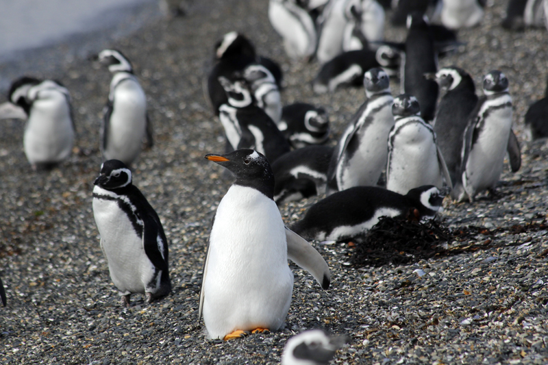 2015-02-24_11-02-11_argentinien-2015.jpg - Ein Eselspinguin (Pygoscelis papua), dahinter Magellanpinguine (Spheniscus magellanicus)