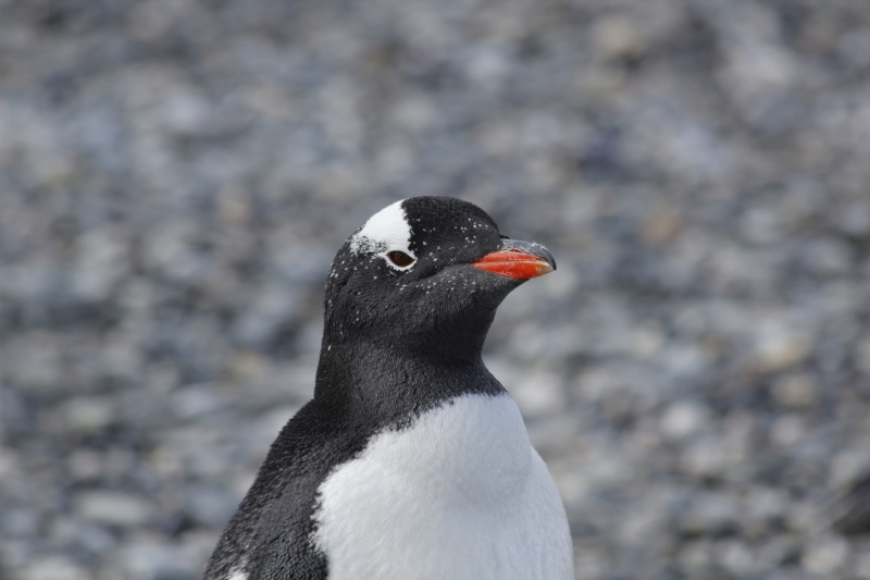 2015-02-24_11-02-45_argentinien-2015.jpg - Eselspinguin (Pygoscelis papua)