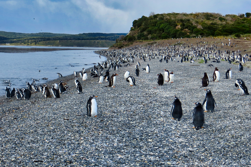 2015-02-24_11-02-56_argentinien-2015.jpg - Ankunft auf der Pinguininsel Isla Martillo