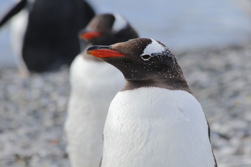 2015-02-24_11-03-11_argentinien-2015.jpg - Eselspinguine (Pygoscelis papua)