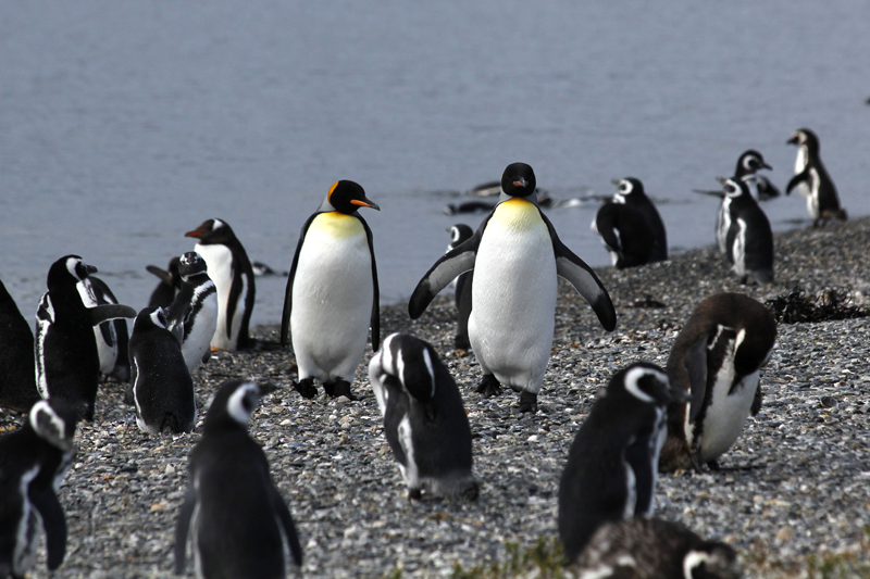 2015-02-24_11-04-02_argentinien-2015.jpg - Das Knigspinguinprchen (Aptenodytes patagonicus) inmitten von Magellanpinguinen (Spheniscus magellanicus)