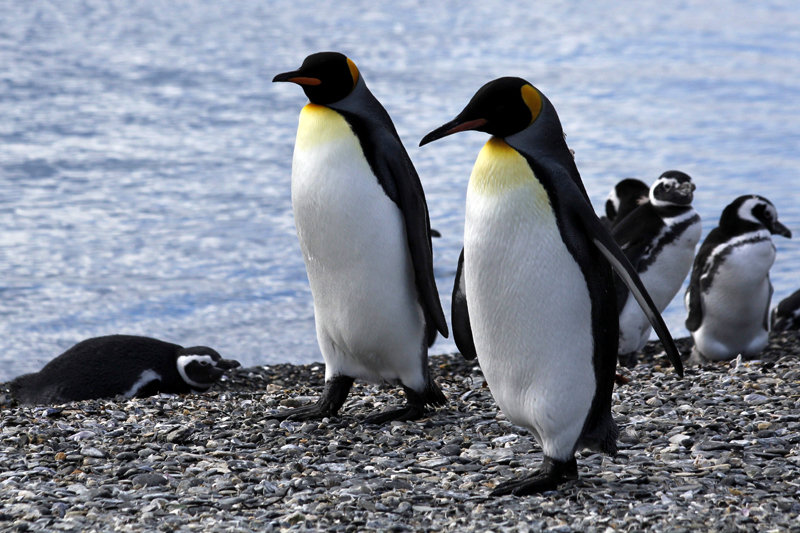 2015-02-24_11-05-17_argentinien-2015.jpg - Die beiden Knigspinguine sind hier die Chefs