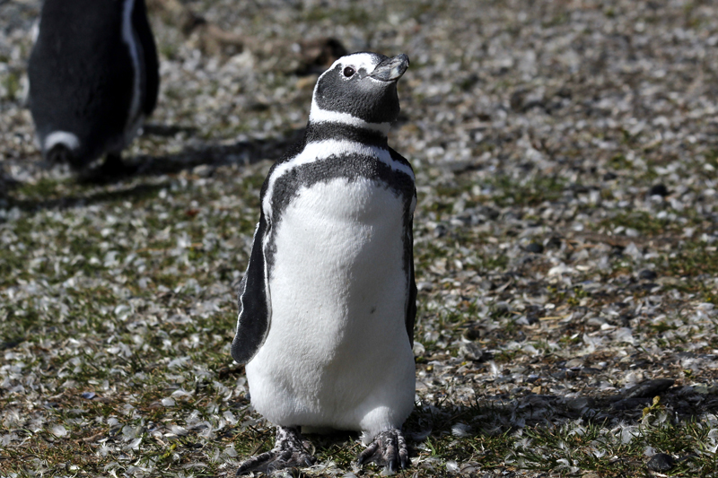 2015-02-24_11-06-51_argentinien-2015.jpg - Neugieriger Magellanpinguin (Spheniscus magellanicus)