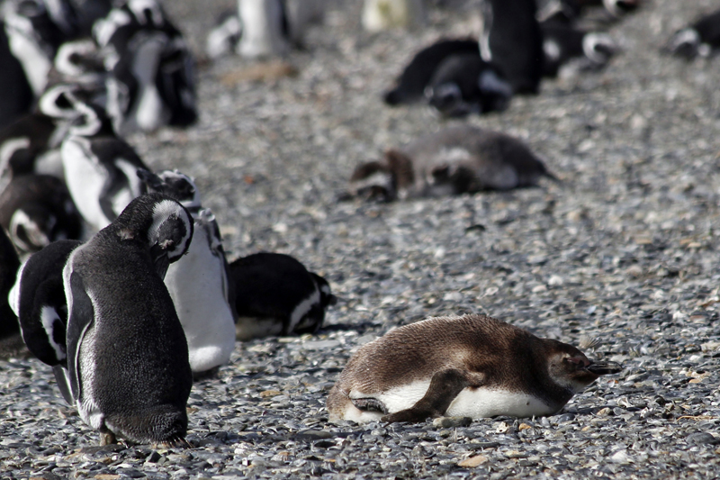 2015-02-24_11-07-08_argentinien-2015.jpg -  Magellanpinguine (Spheniscus magellanicus) - das Jungtier ist noch braun gefrbt