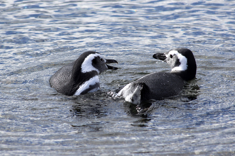 2015-02-24_11-07-26(1)_argentinien-2015.jpg - Magellanpinguine (Spheniscus magellanicus) beim Badevergngen