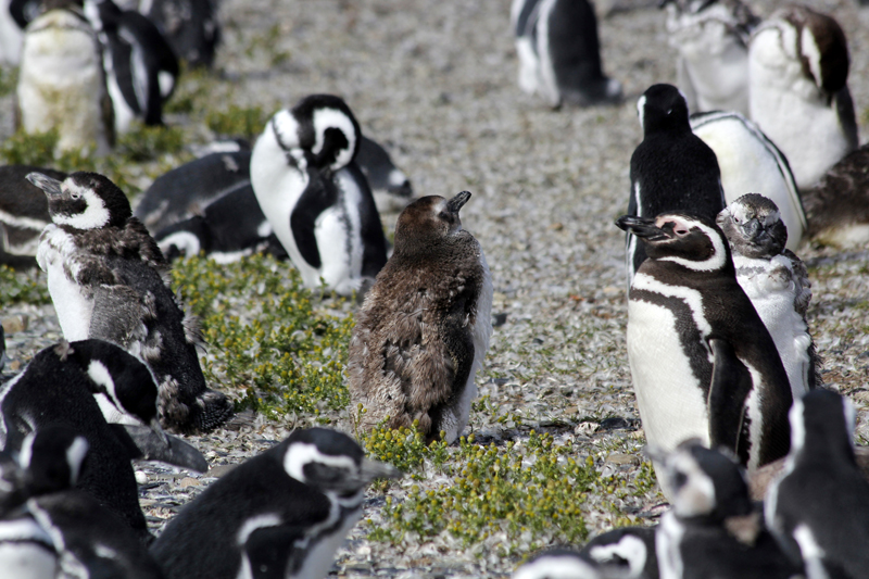 2015-02-24_11-10-37_argentinien-2015.jpg -  Magellanpinguine (Spheniscus magellanicus) - das Jungtier ist noch braun gefrbt