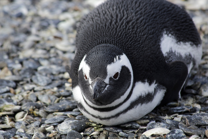 2015-02-24_11-11-13_argentinien-2015.jpg - Magellanpinguin (Spheniscus magellanicus)