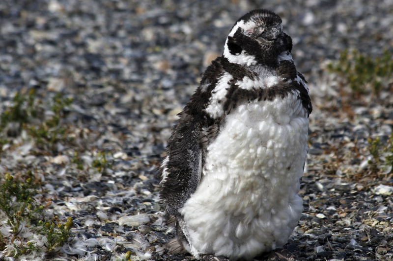 2015-02-24_11-11-34_argentinien-2015.jpg - Magellanpinguin (Spheniscus magellanicus) - Jungtier