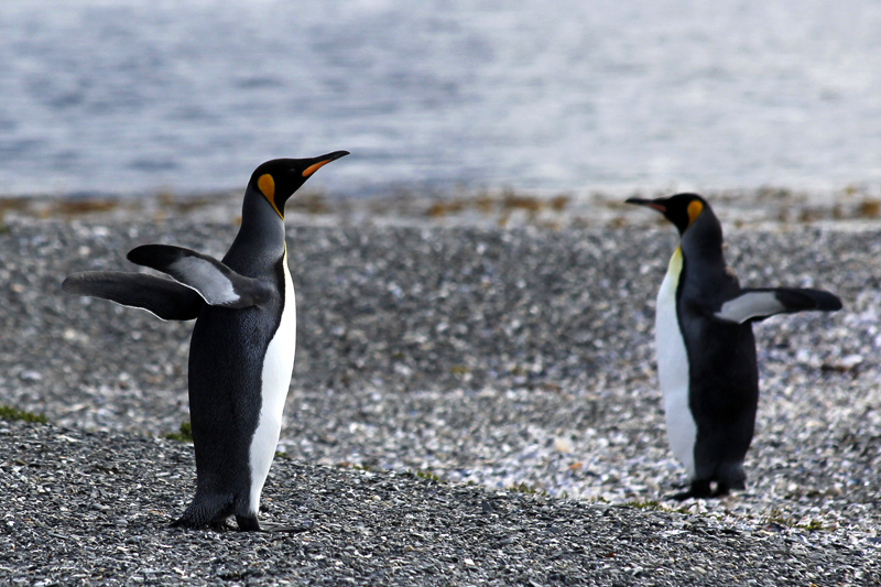 2015-02-24_11-13-41_argentinien-2015.jpg - Knigspinguine (Aptenodytes patagonicus)