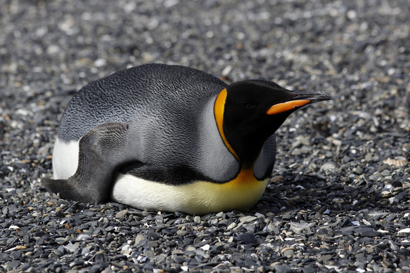 2015-02-24_11-16-16_argentinien-2015.jpg - Knigspinguin (Aptenodytes patagonicus)